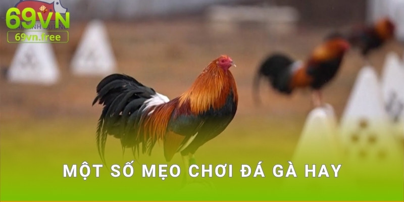 Một số mẹo chơi đá gà hay