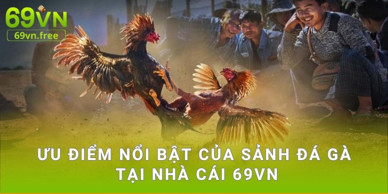 Ưu điểm nổi bật của sảnh đá gà tại nhà cái 69vn
