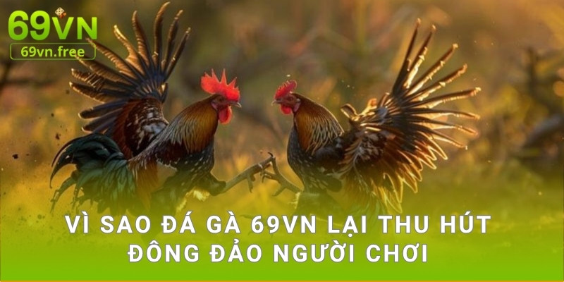 Vì sao đá gà 69vn lại thu hút đông đảo người chơi