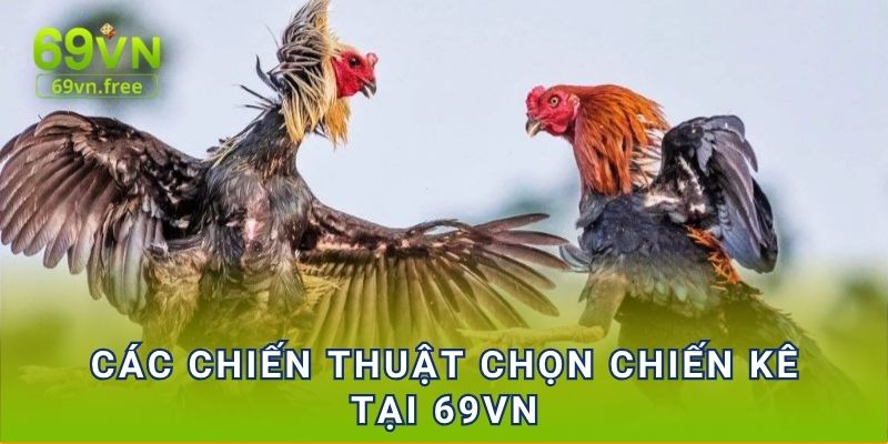 Các chiến thuật chọn chiến kê tại 69vn