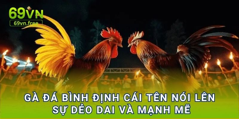 Gà đá Bình Định cái tên nói lên sự dẻo dai và mạnh mẽ