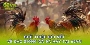 Giới thiệu đôi nét về các giống gà đá hay tại 69vn 