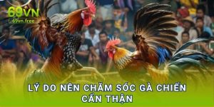 Lý do nên chăm sóc gà chiến cẩn thận 