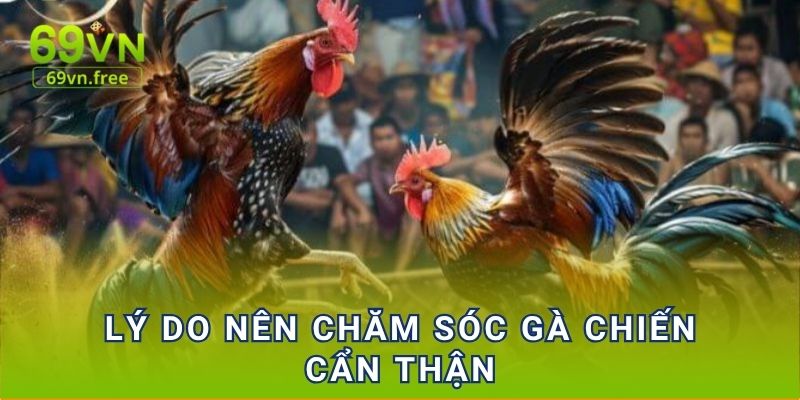 Lý do nên chăm sóc gà chiến cẩn thận