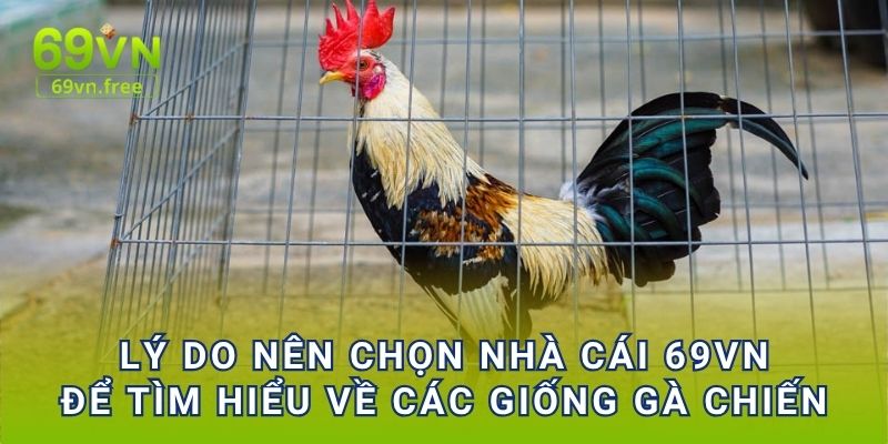 Lý do nên chọn nhà cái 69vn để tìm hiểu về các giống gà chiến 
