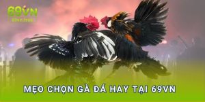 Mẹo chọn gà đá hay tại 69vn  