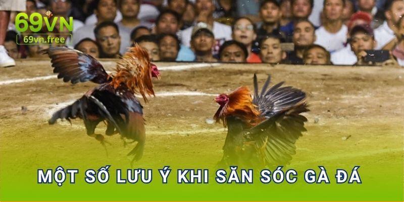 Một số lưu ý khi săn sóc gà đá