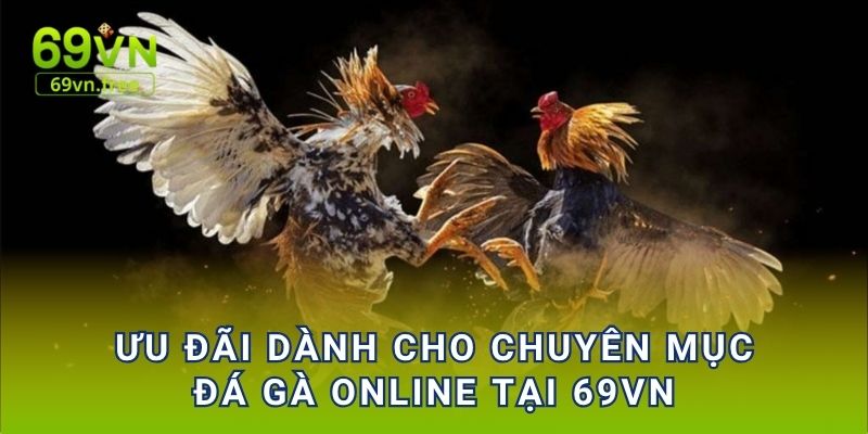 Ưu đãi dành cho chuyên mục đá gà online tại 69vn